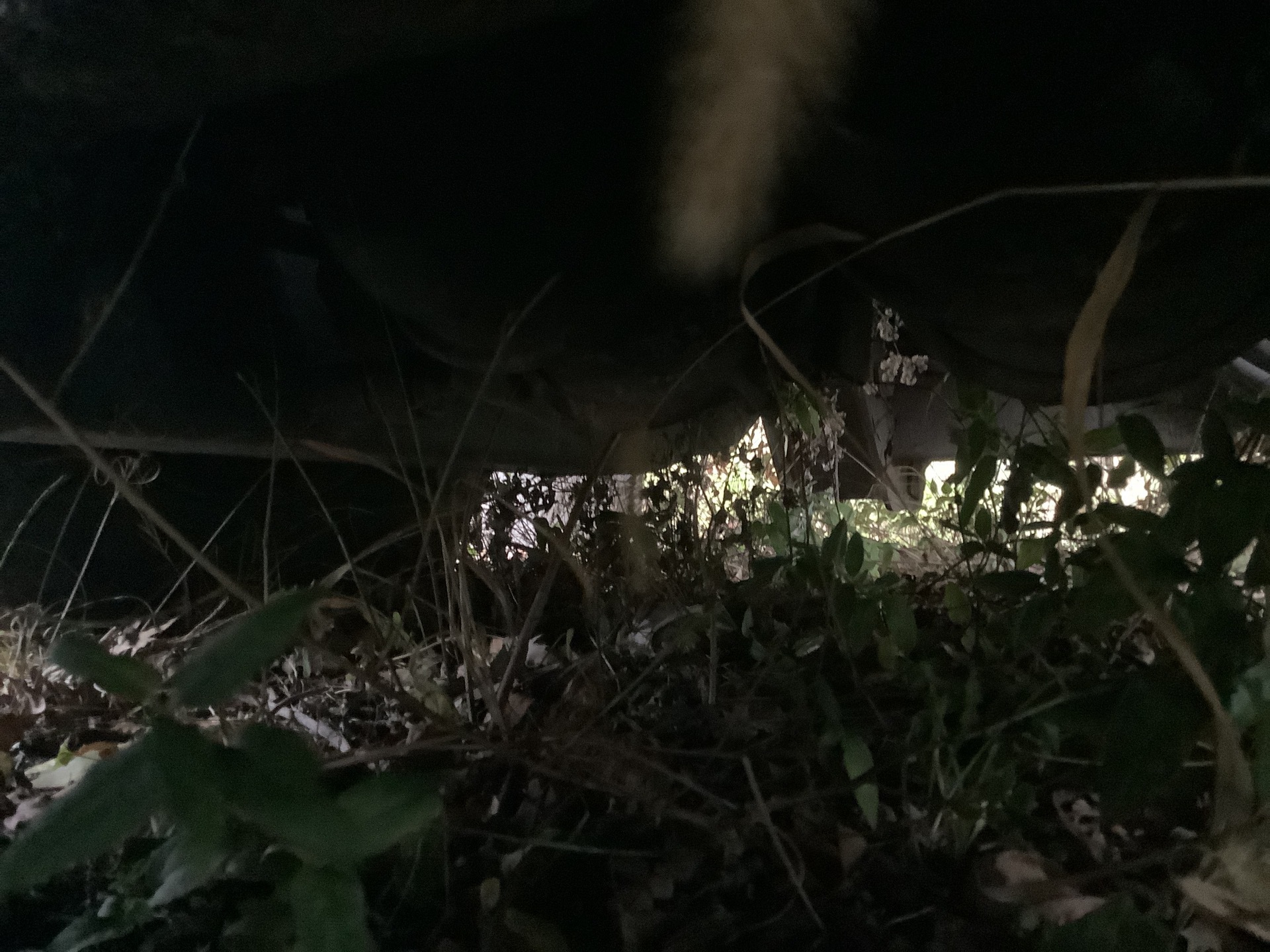 Photo - 20